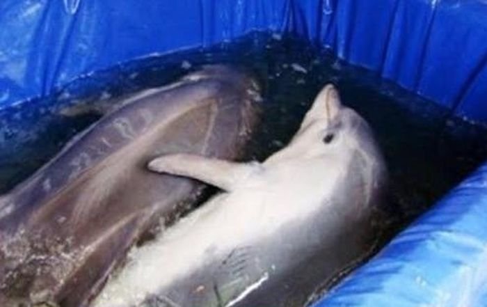 Активисты выступили против дельфинария в Бишкеке