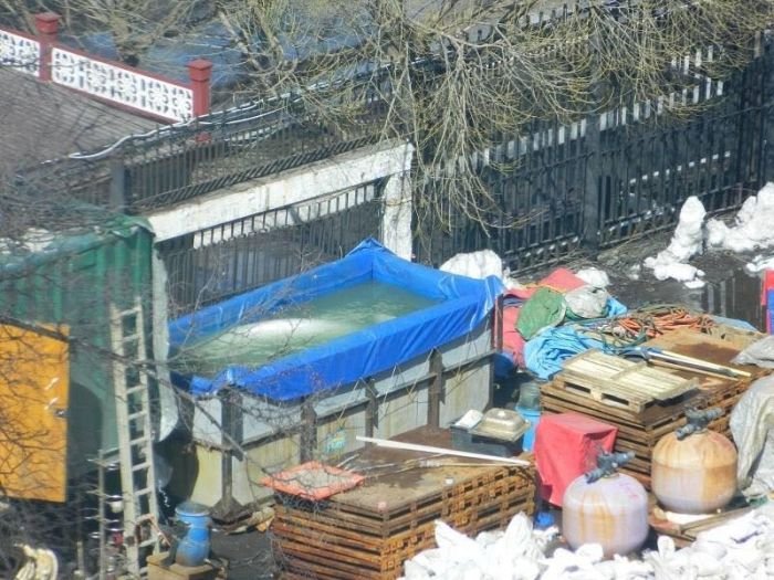 Активисты выступили против дельфинария в Бишкеке