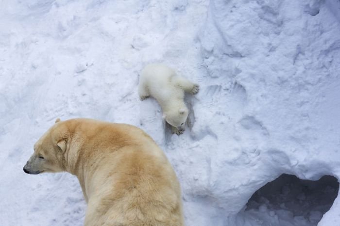 В Новосибирском зоопарке медведица Герда впервые вывела из берлоги своего детеныша