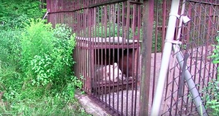 Медведица ждала своего спасения на протяжении 30 лет