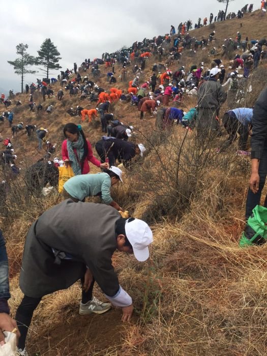 В Бутане рождение принца отпразднуют высадкой леса из 108 000 деревьев