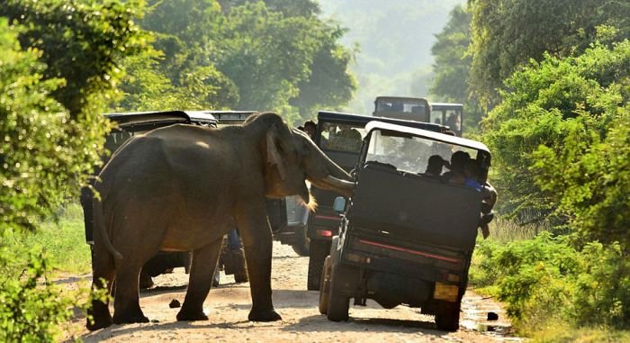 Слон потребовал еду у туристов 
