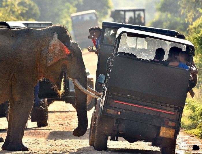 Слон потребовал еду у туристов 
