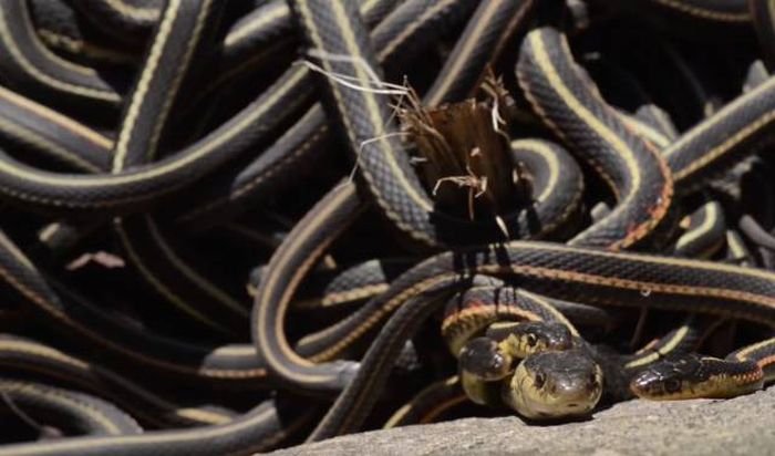   Narcisse Snake Dens    