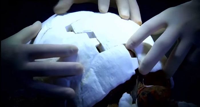  Черепаха получила напечатанный на 3D-принтере панцирь