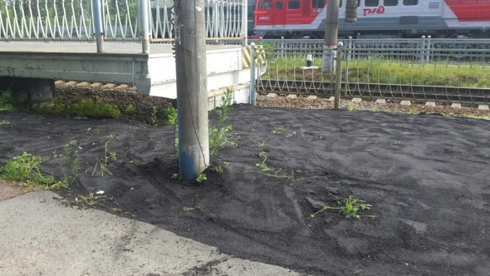  В Санкт-Петербурге асфальт уложили прямо поверх растущей травы