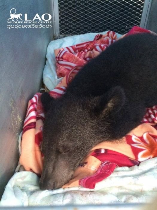  Спасение семимесячного медвежонка по кличке Сэмми (15 фото)