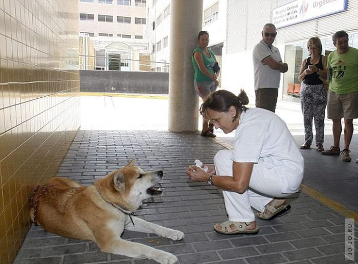 Собака 6 дней ждала хозяйку у дверей больницы (3 фото)