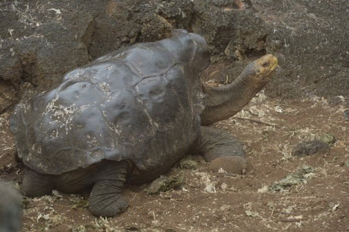  100-летний самец черепахи спас от вымирания свой подвид (4 фото)