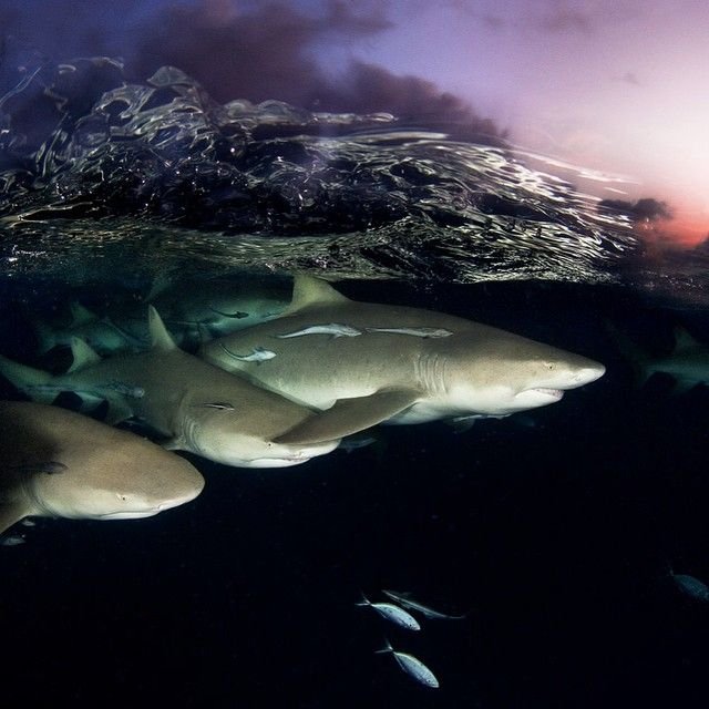   National Geographic  Instagram (52 )