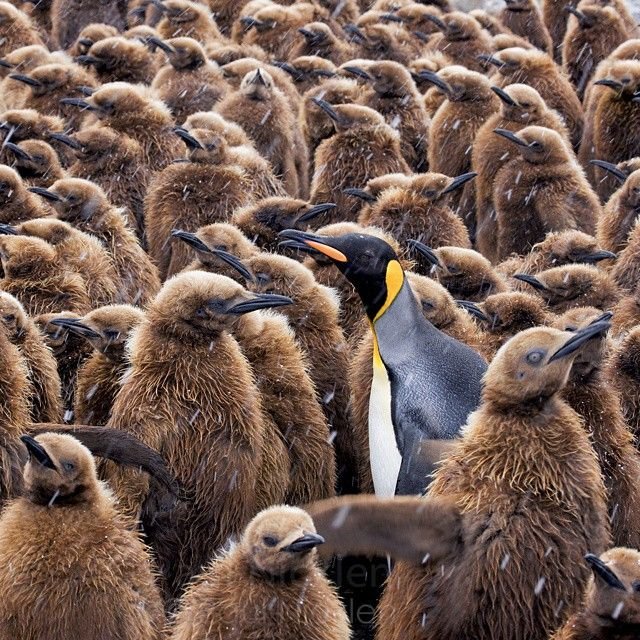   National Geographic  Instagram (52 )