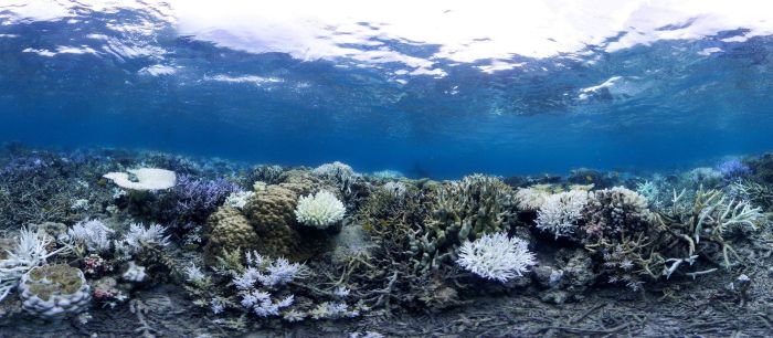  Из-за потепления воды на Окинаве обесцвечиваются и гибнут кораллы (8 фото)