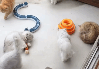  «Кошачья мама на полный день» и ее 12 кошек (17 фото)