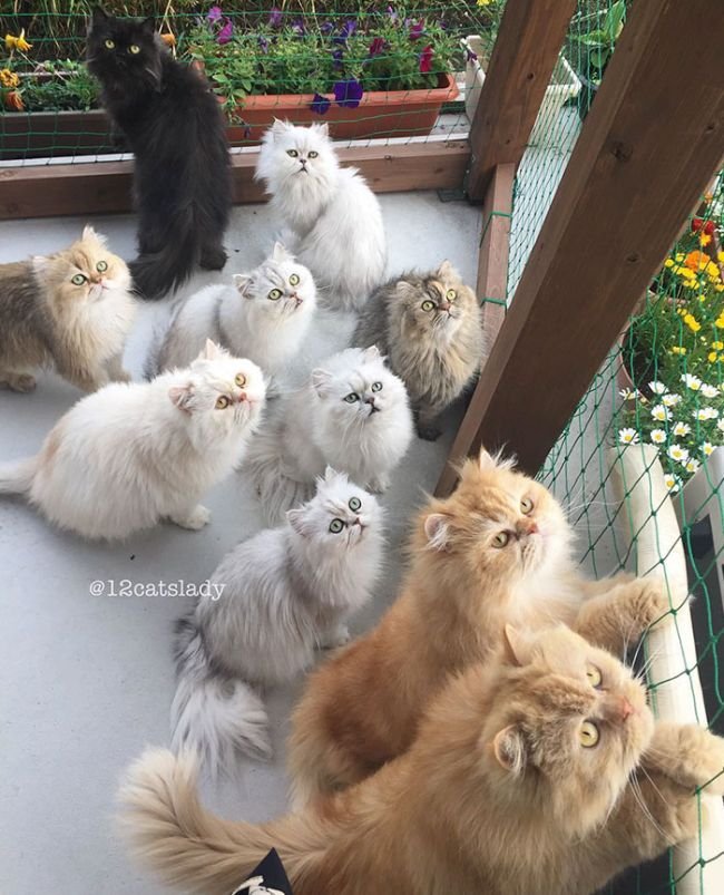  «Кошачья мама на полный день» и ее 12 кошек (17 фото)