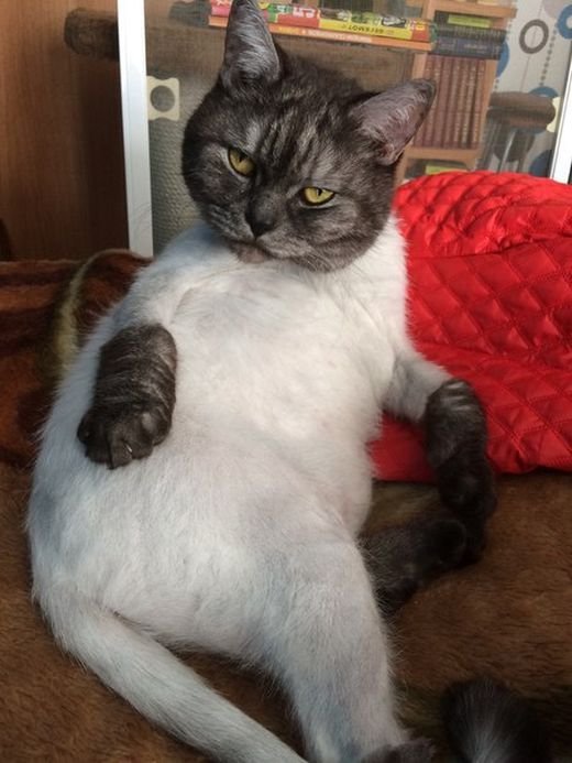  (51 )