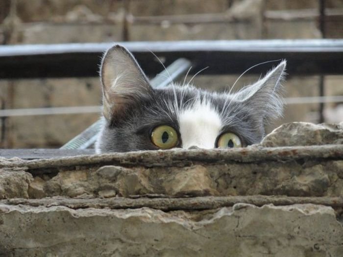  Любопытные коты (24 фото)