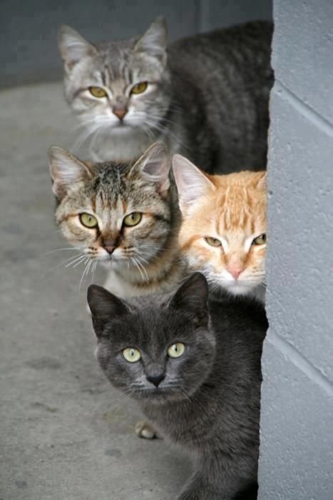  Любопытные коты (24 фото)