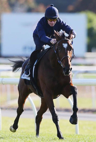   Geelong Cup (58 )