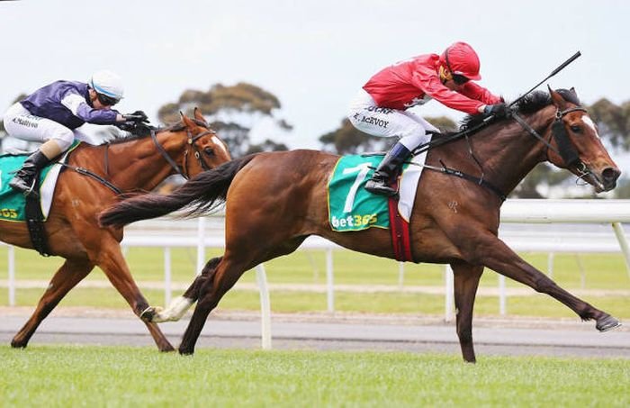    Geelong Cup (58 )