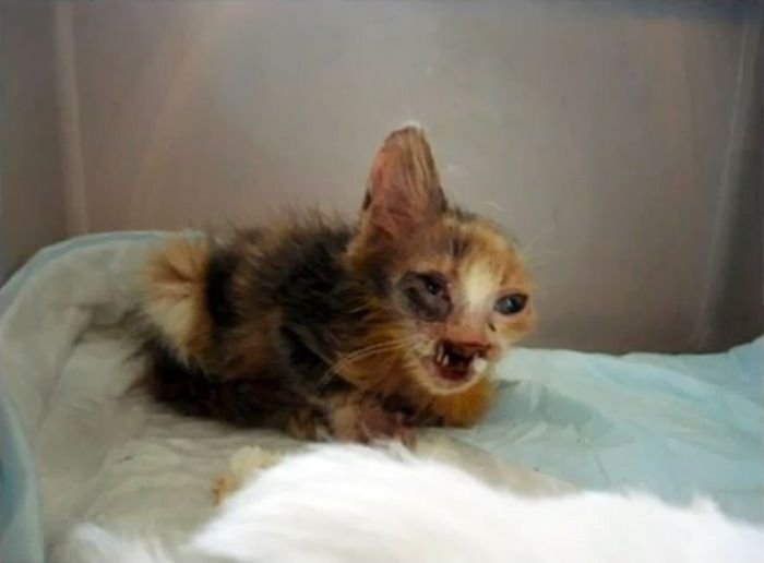 Девочка спасла от неминуемой смерти несчастного котенка (7 фото)