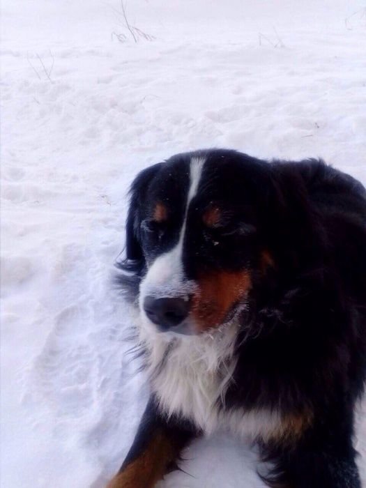 В Омске пес по кличке Ватсон нашел замерзающих в снегу котят (5 фото)