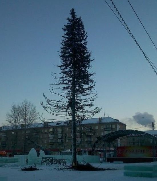  Жителей Копейска возмутила лысая елка на центральной площади города (2 фото)