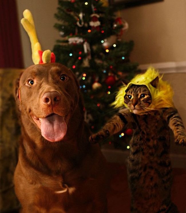  Животные против Нового года и Рождества (35 фото)