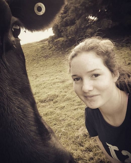 В Новой Зеландии девочка превратила корову в лошадь (7 фото)