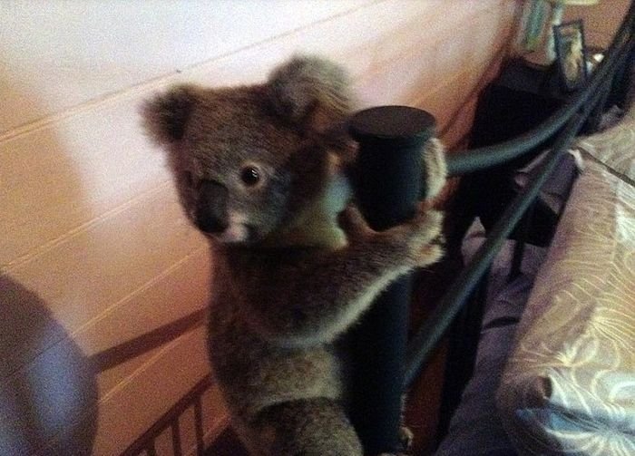  Австралиец спас детеныша коалы от собственной собаки (3 фото)