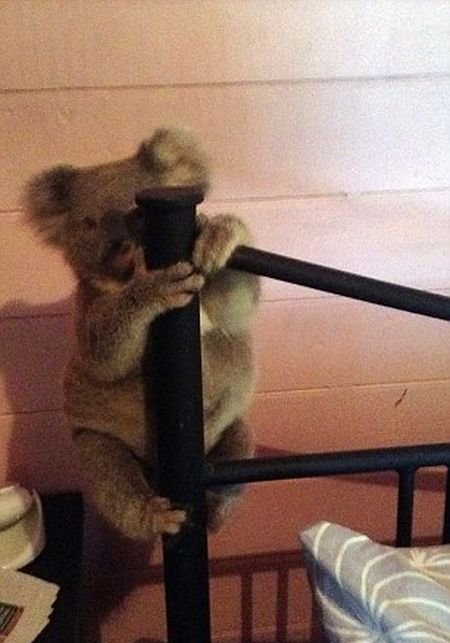  Австралиец спас детеныша коалы от собственной собаки (3 фото)