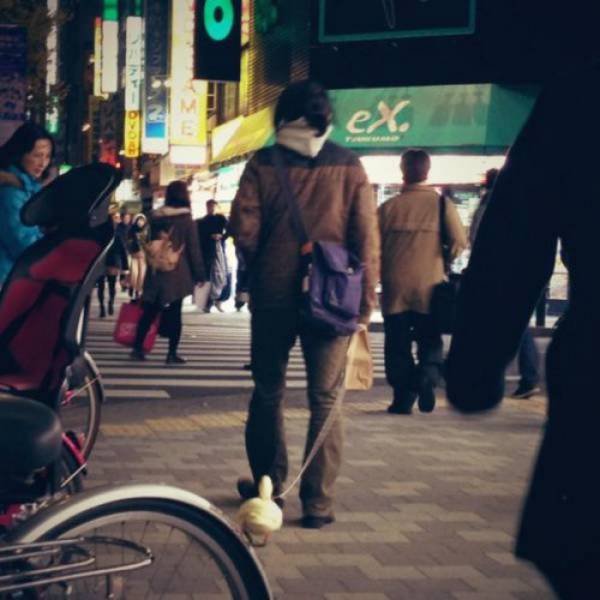 Странности из Японии (40 фото)