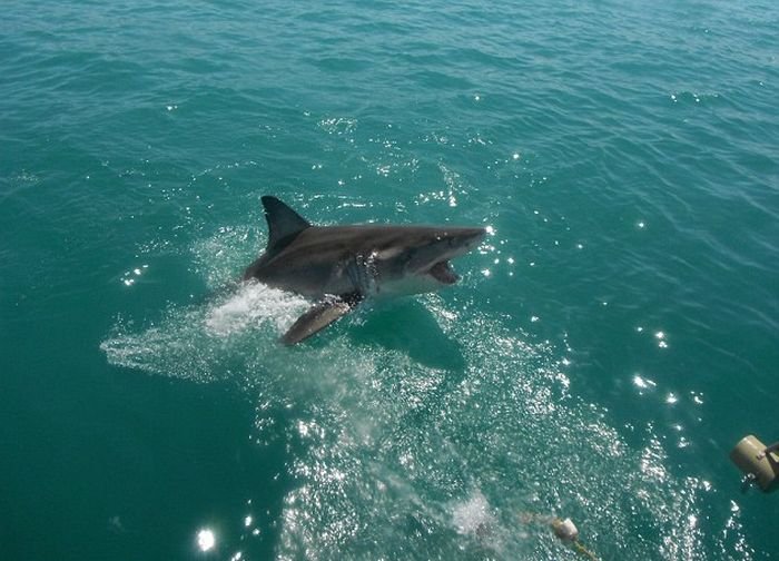  Встреча туристов с большой белой акулой в ЮАР (4 фото)