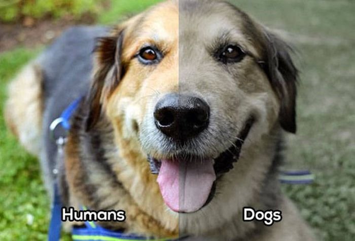 Сравнение зрения человека со зрением животных (10 фото)