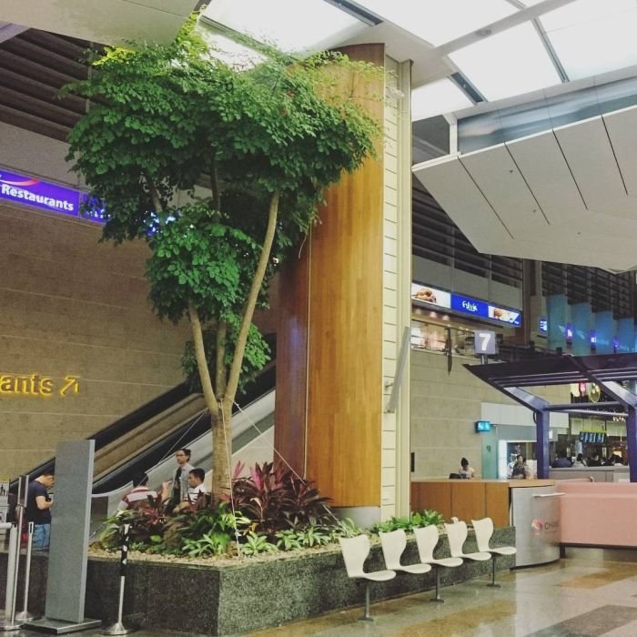  Аэропорт Чанги в Сингапуре - лучший аэропорт в мире (31 фото)