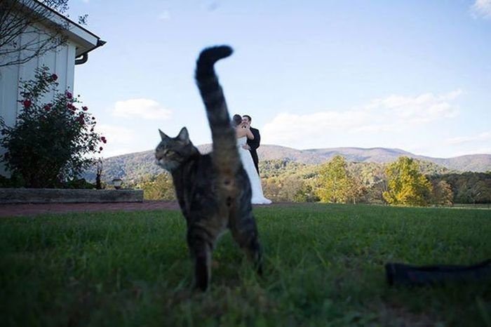  Забавные кошки, испортившие кадр (27 фото)