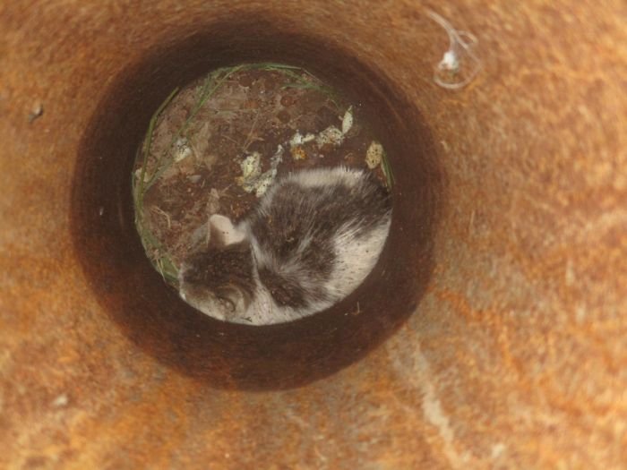  Для спасения котенка в Челябинске демонтировали фонарный столб (6 фото)