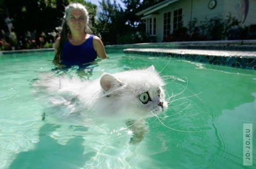 Коты и вода