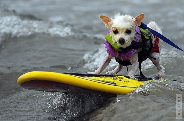 Собаки-серфингисты