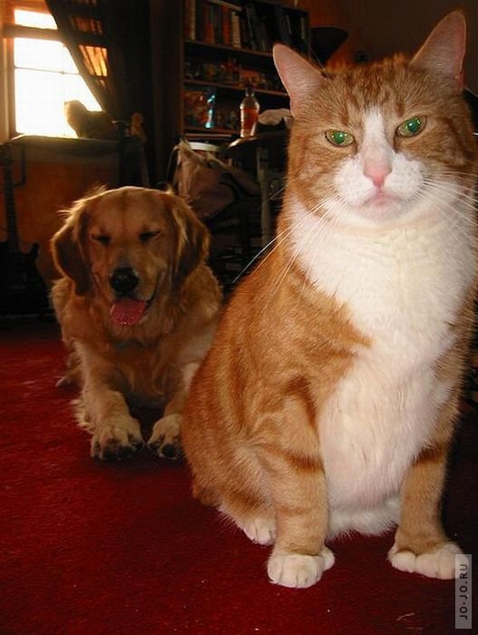 Коты и собаки фотобомбят друг друга