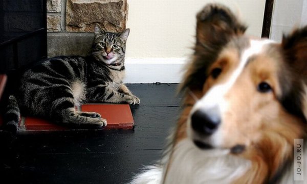 Коты и собаки фотобомбят друг друга