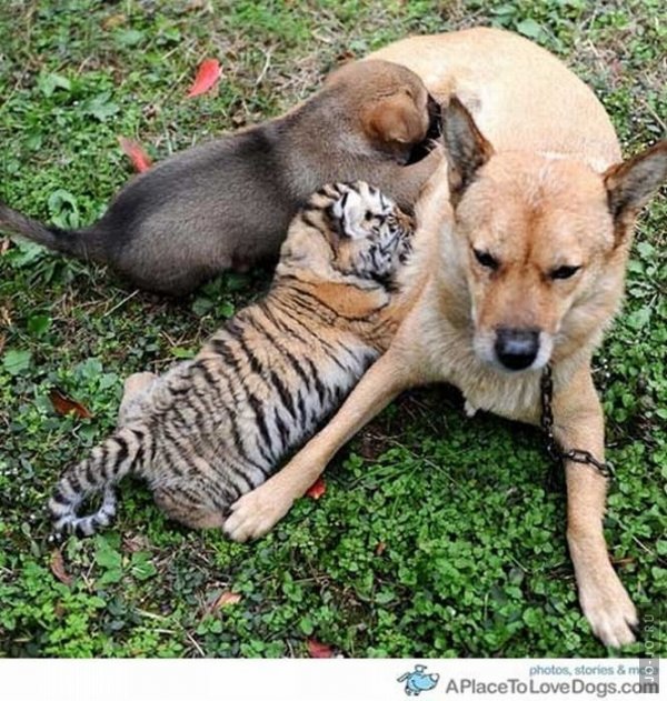 Нежная дружба разных животных