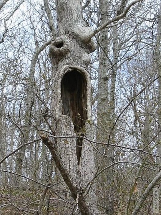 Страшные деревья