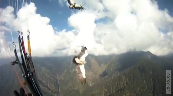 Paragliding vs Eagle