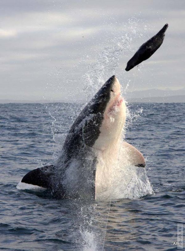 большая белая акула на охоте