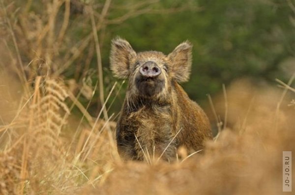 Лучшие фотографии дикой природы за 2011 год
