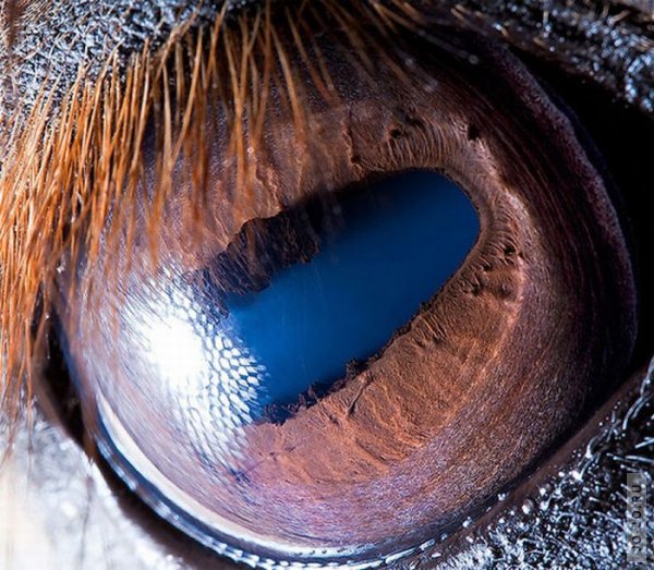 Глаза животных