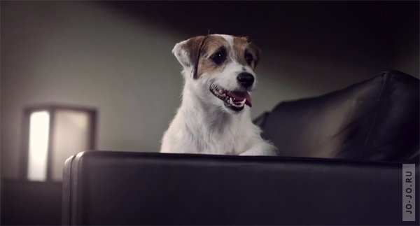 Милый рекламный ролик собачьего корма Beneful