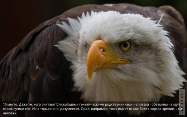 http://jo-jo.ru/uploads/posts/2011-11/thumbs/1320235830_1320176621_vision-of-animals-10.jpg