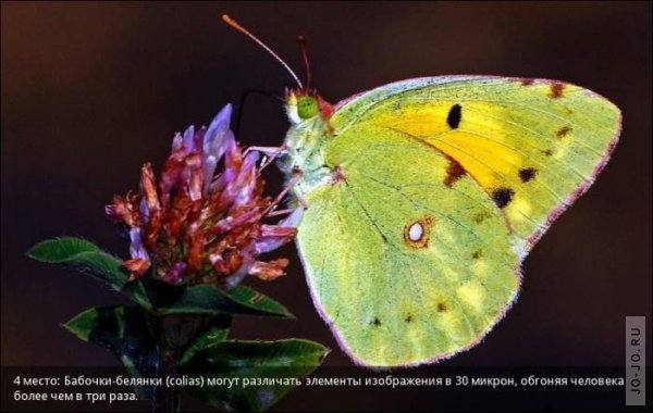 http://jo-jo.ru/uploads/posts/2011-11/thumbs/1320235831_1320176615_vision-of-animals-04.jpg