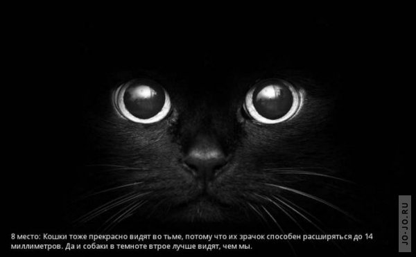 http://jo-jo.ru/uploads/posts/2011-11/thumbs/1320235876_1320176575_vision-of-animals-08.jpg
